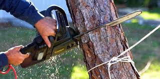 Professional Tree Removal and Landscaping Services in Clinton, UT